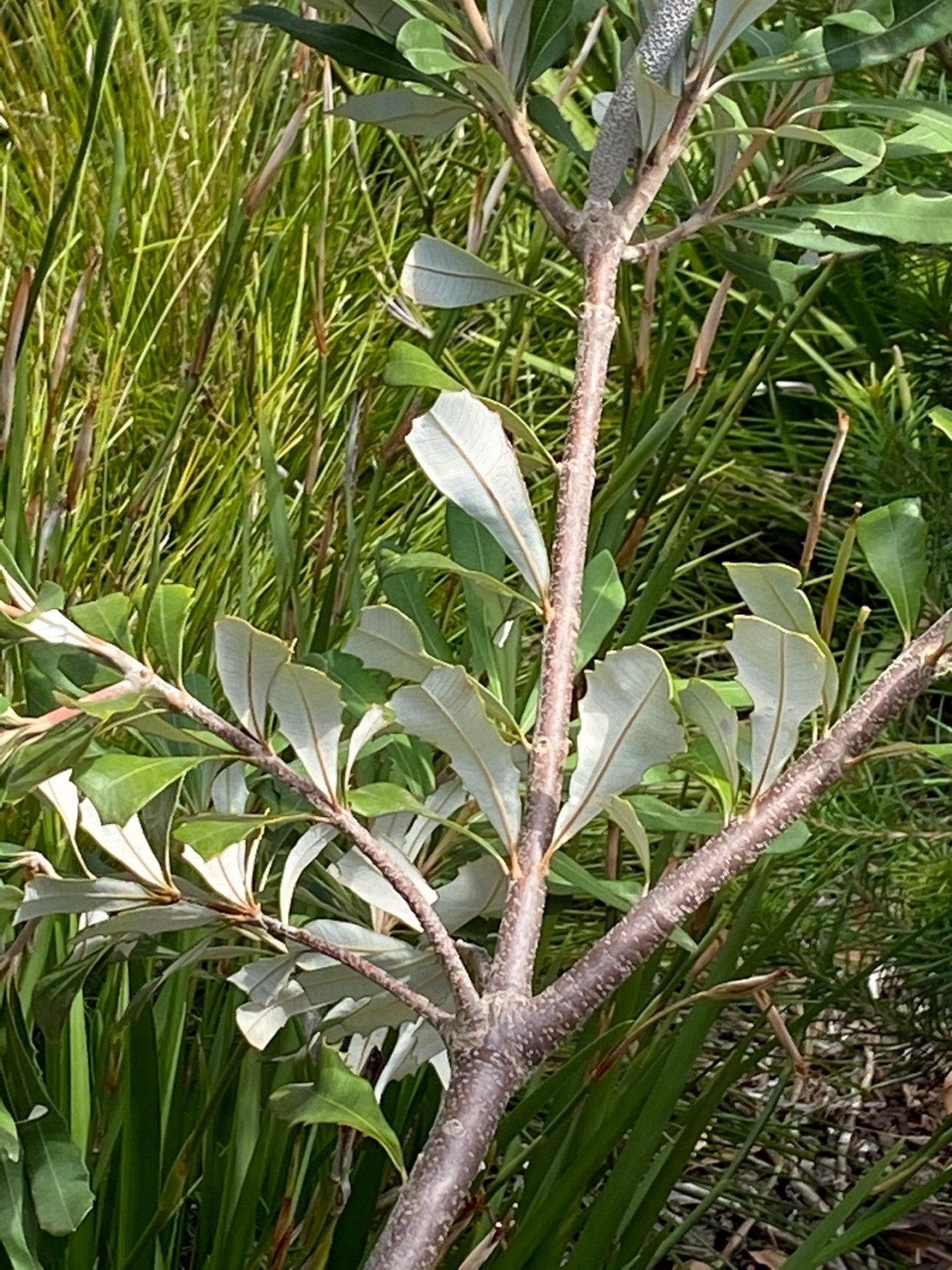 Silver Banksia in ClimateWatch App spotted by Finn Russell on 25.02.2021