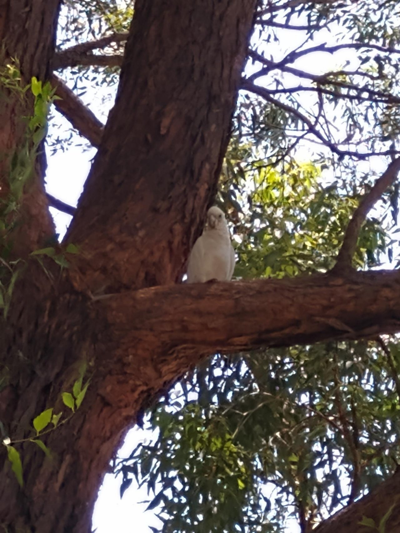 Little Corella in Big City Birds App spotted by Anna on 04.02.2021