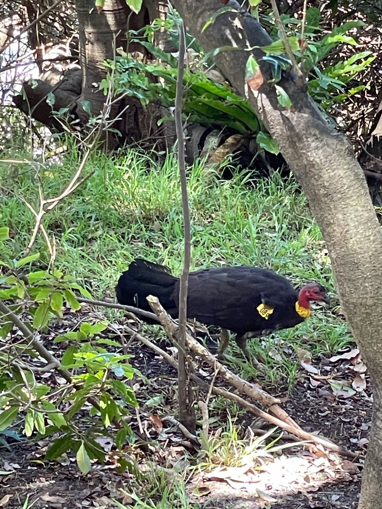 Brush-turkey in Big City Birds App spotted by Nativebirdtracker on 26.12.2020