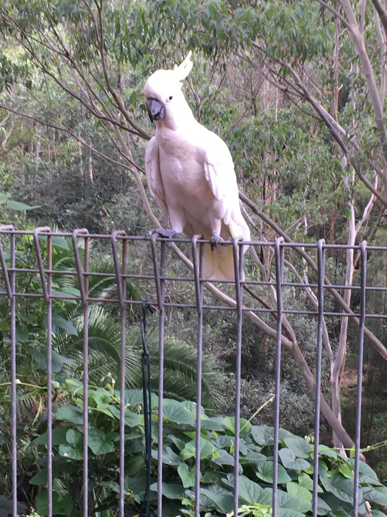 Sulphur-crested Cockatoo in Big City Birds App spotted by Margaret Scott on 20.02.2021