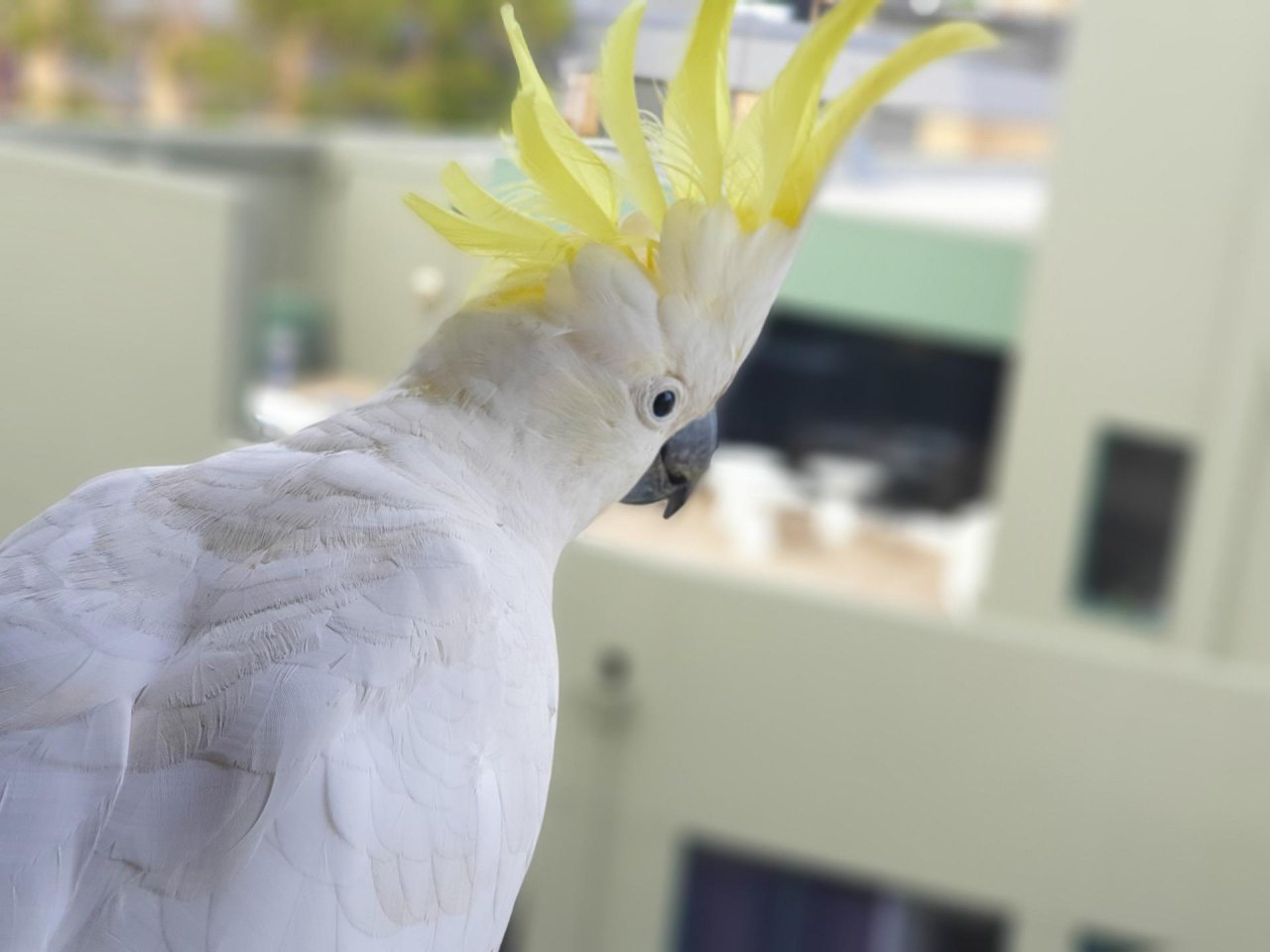 Sulphur-crested Cockatoo in Big City Birds App spotted by TomMassey on 17.12.2020