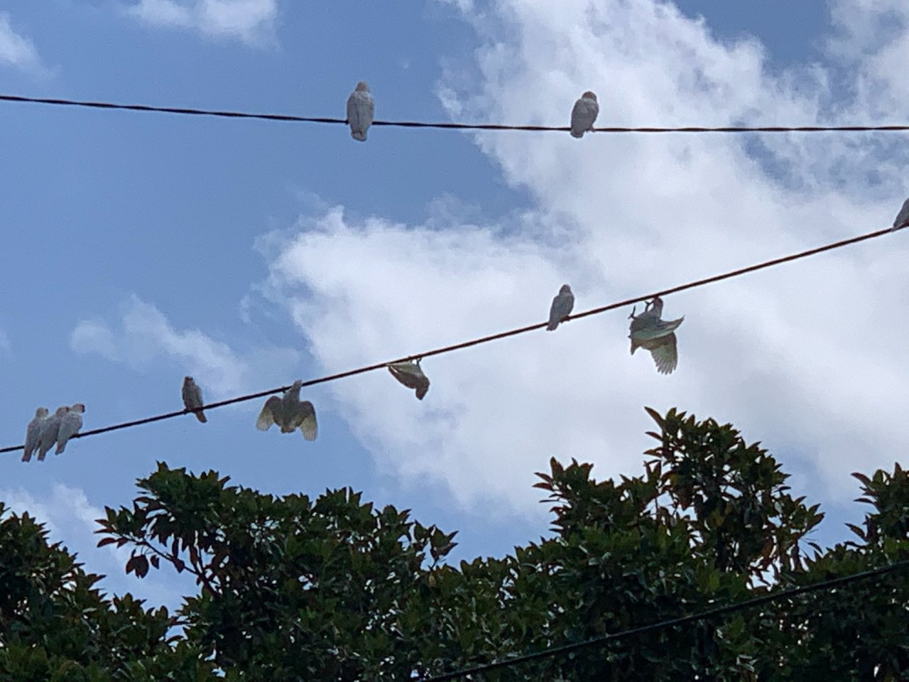 Little Corella in Big City Birds App spotted by AH on 17.01.2021