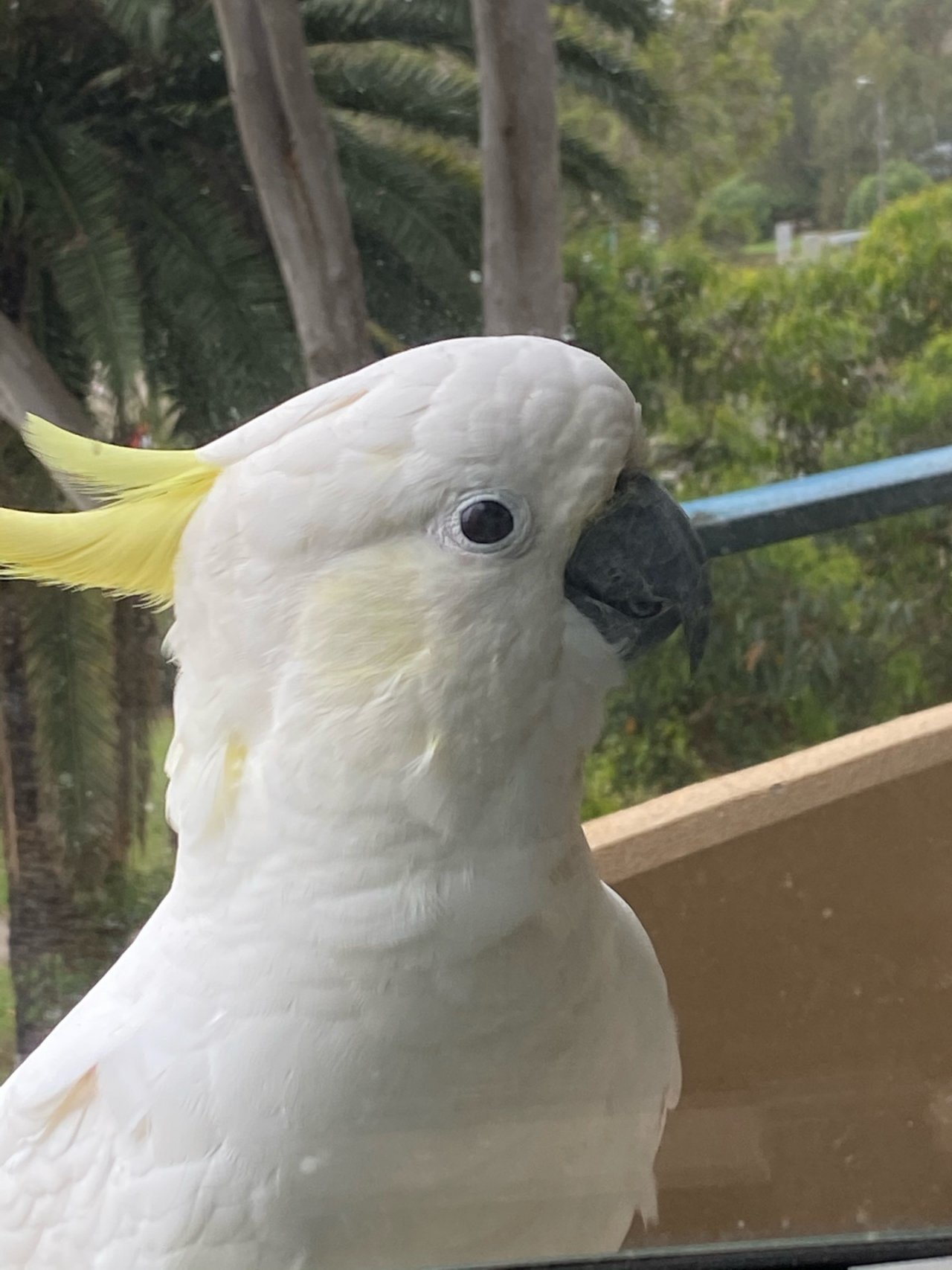 Sulphur-crested Cockatoo in Big City Birds App spotted by Steve Paton on 21.12.2020