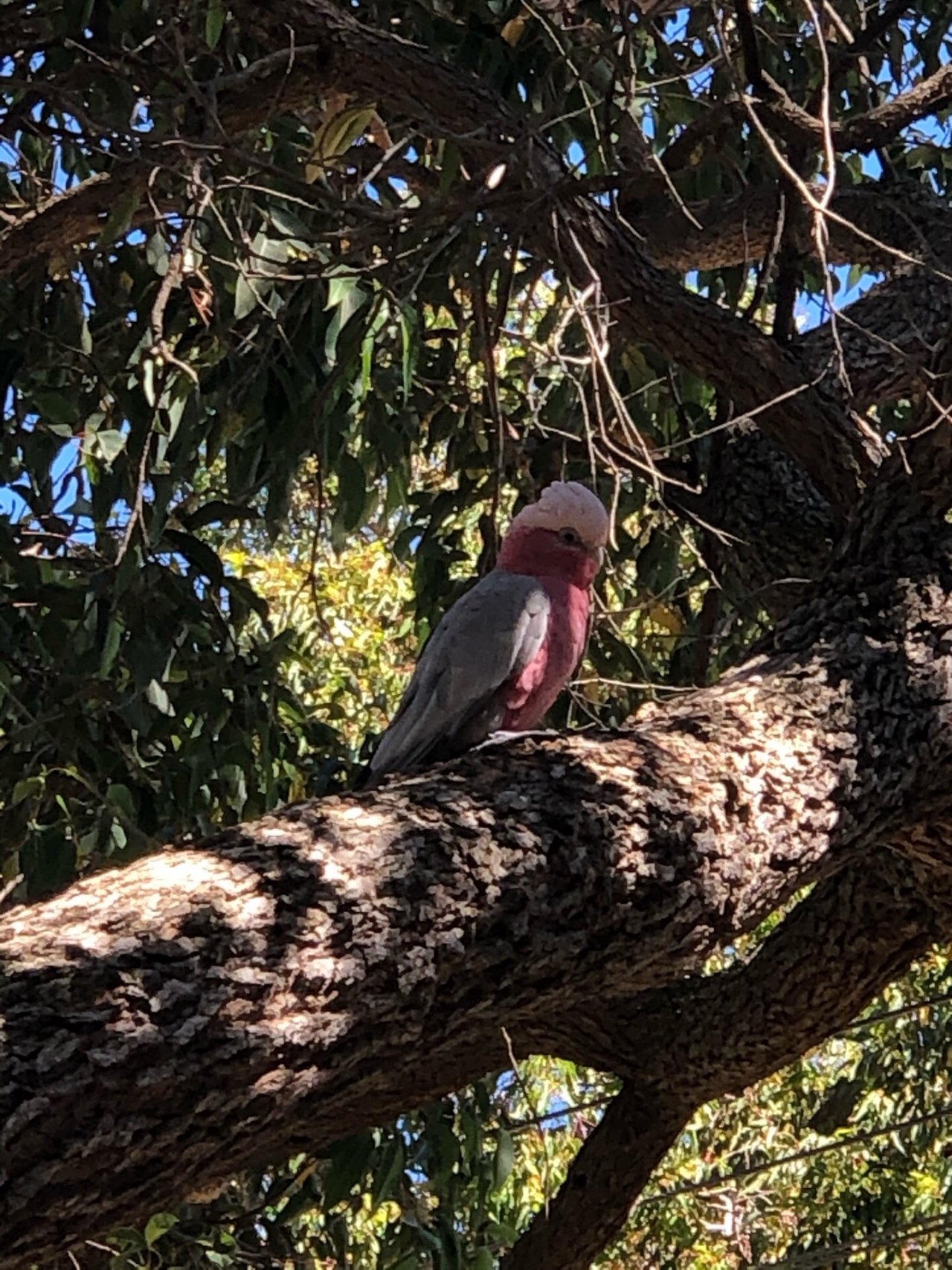 Other bird in Big City Birds App spotted by BarnOwl24 on 21.12.2020