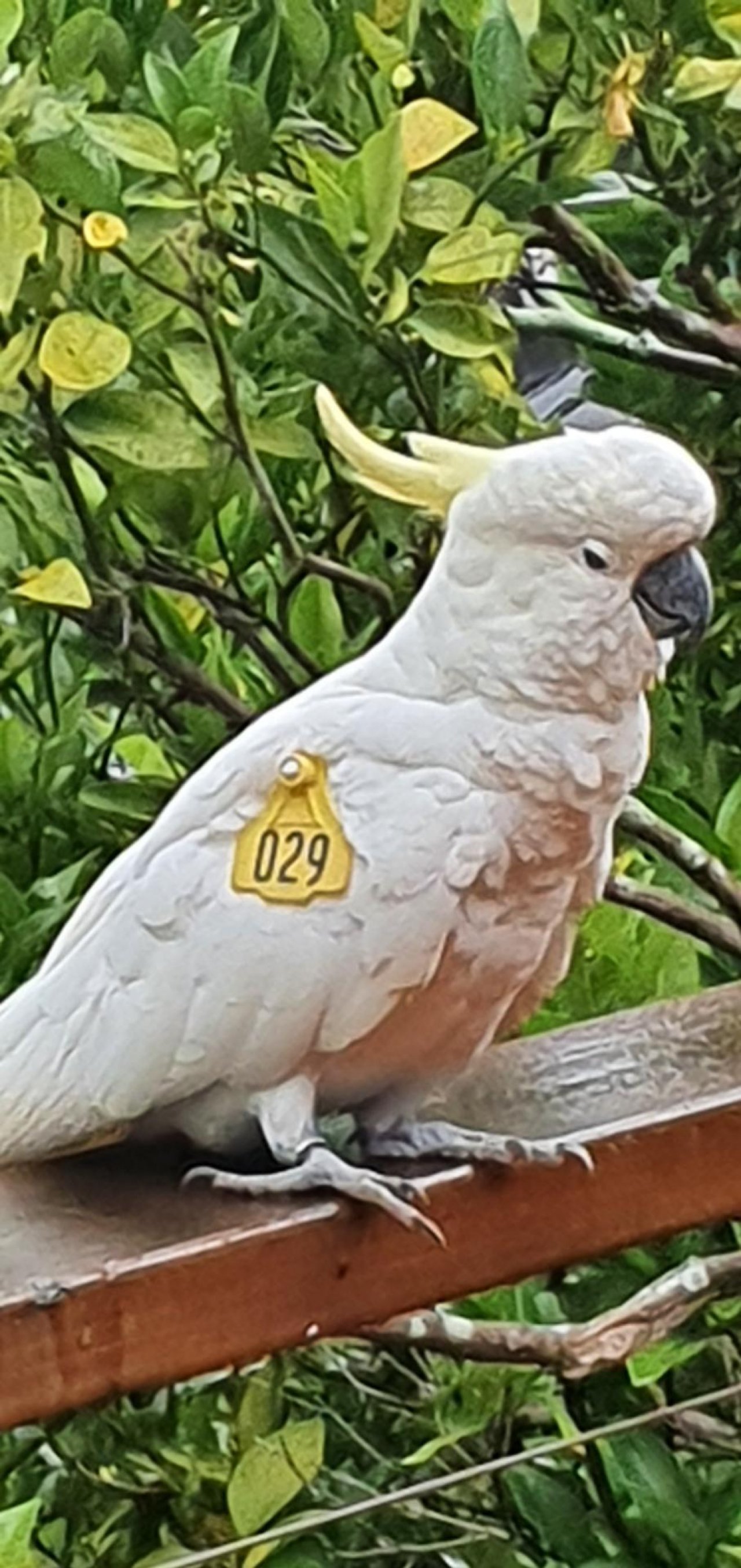 Sulphur-crested Cockatoo in Big City Birds App spotted by Fullersrd on 18.12.2020