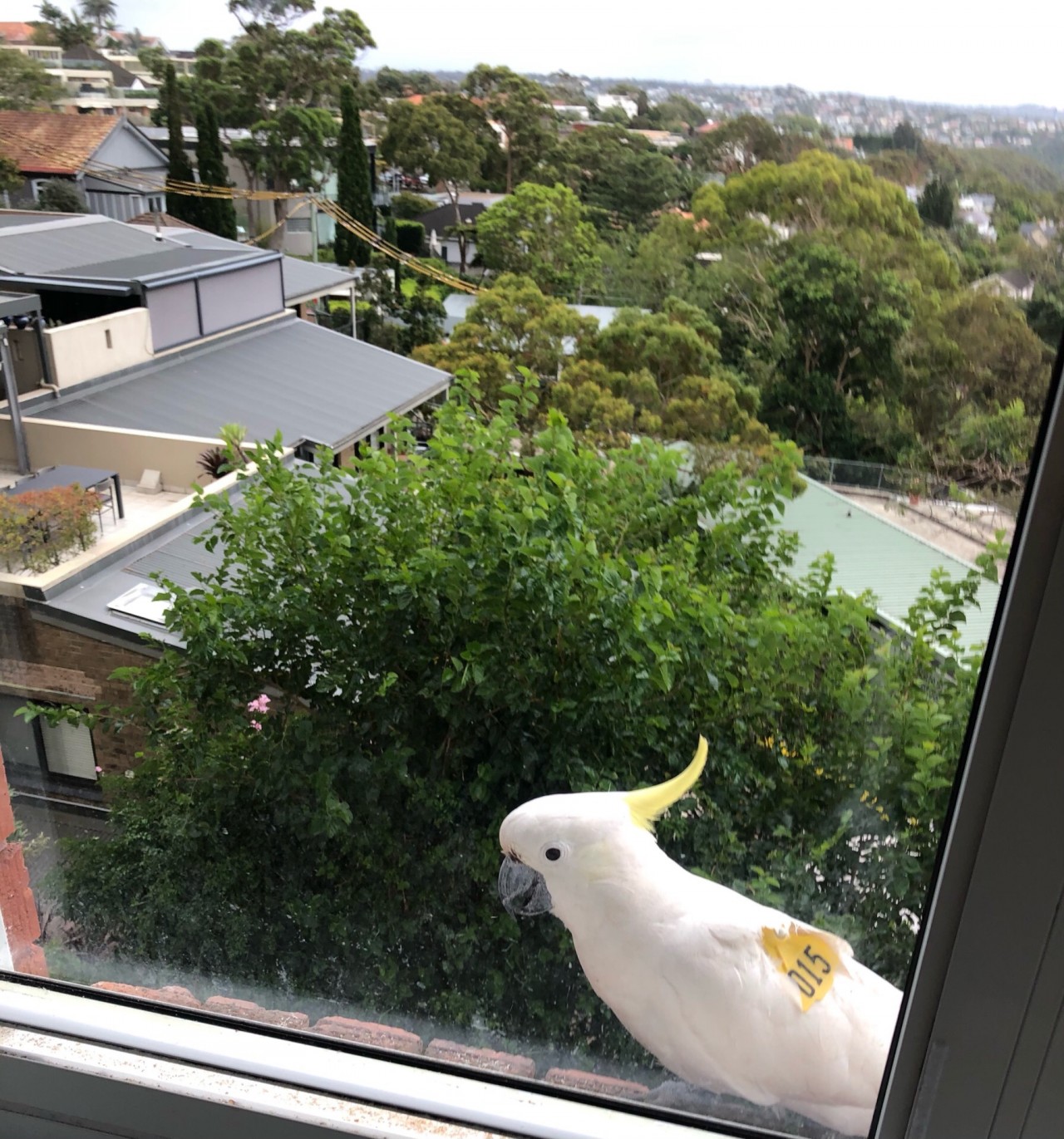 Hazel kicked another cockatoo out, it had black eyes | Big City 