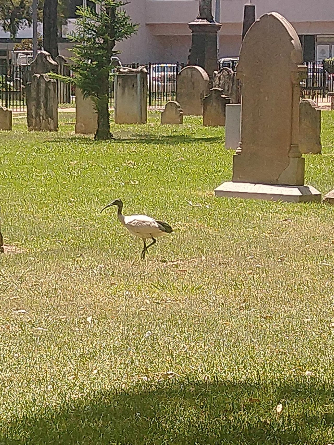 White Ibis in Big City Birds App spotted by Anna on 18.01.2021