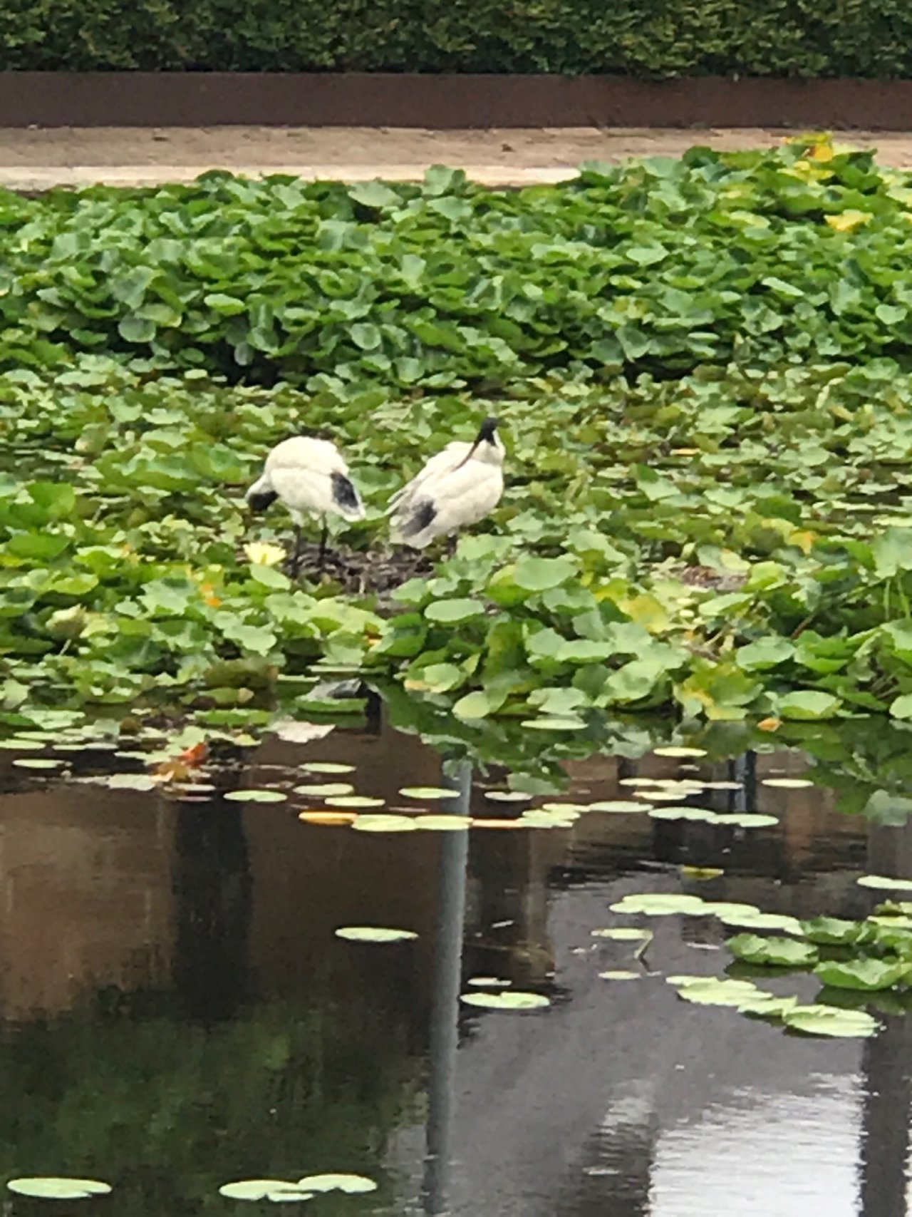 White Ibis in Big City Birds App spotted by Zoe on 19.12.2020