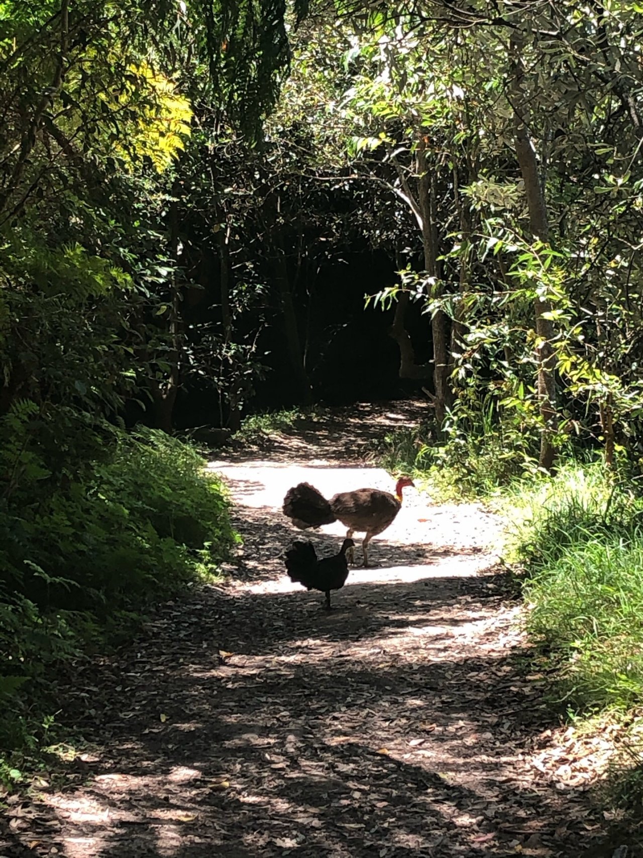 Brush-turkey in Big City Birds App spotted by Cockie on 18.01.2021