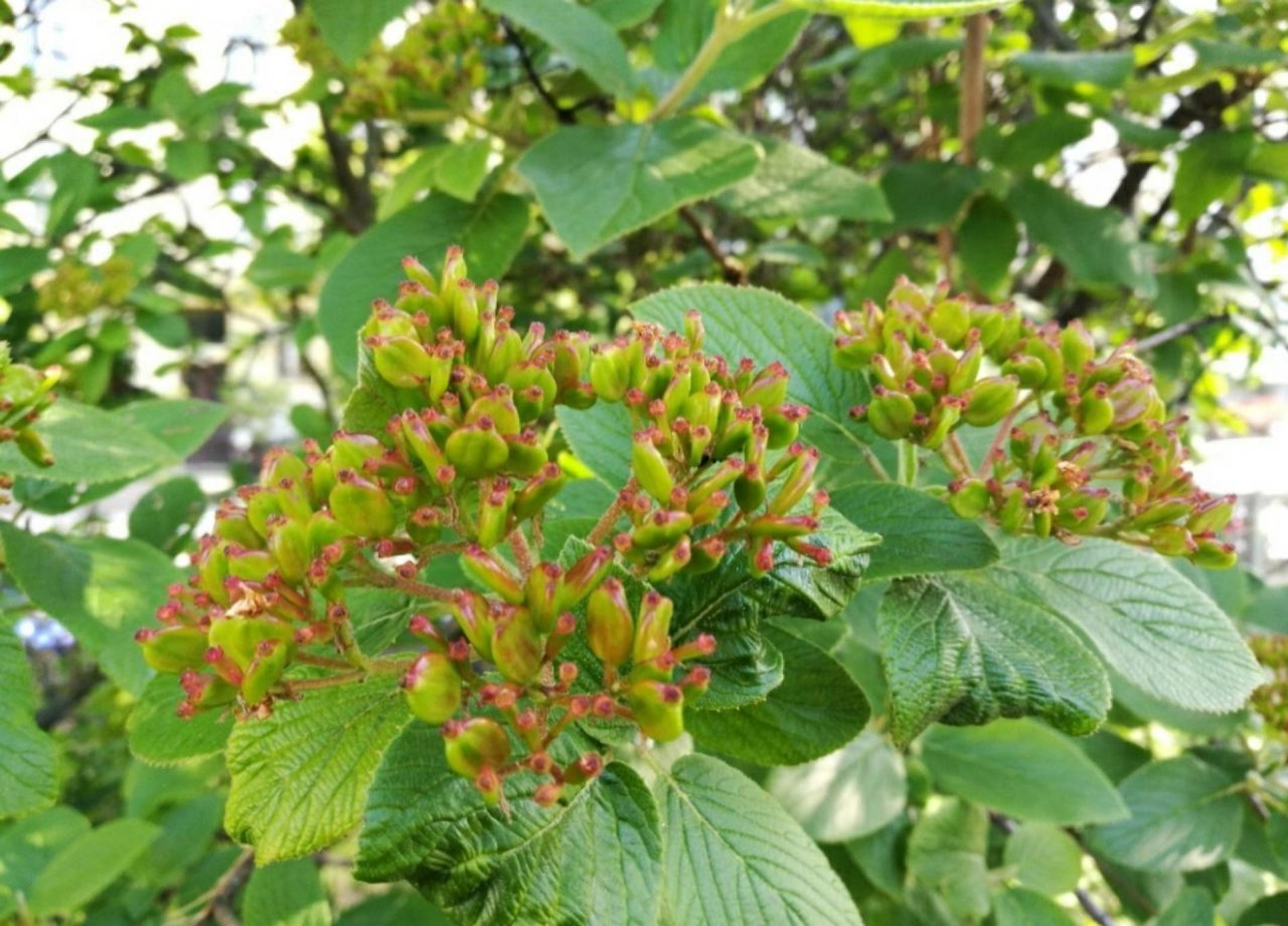 Plants in NatureSpots App spotted by Insectsvienna on 18.05.2019