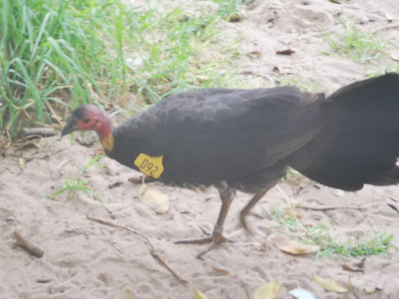 Brush-turkey in Big City Birds App spotted by David MacDonald on 10.02.2021