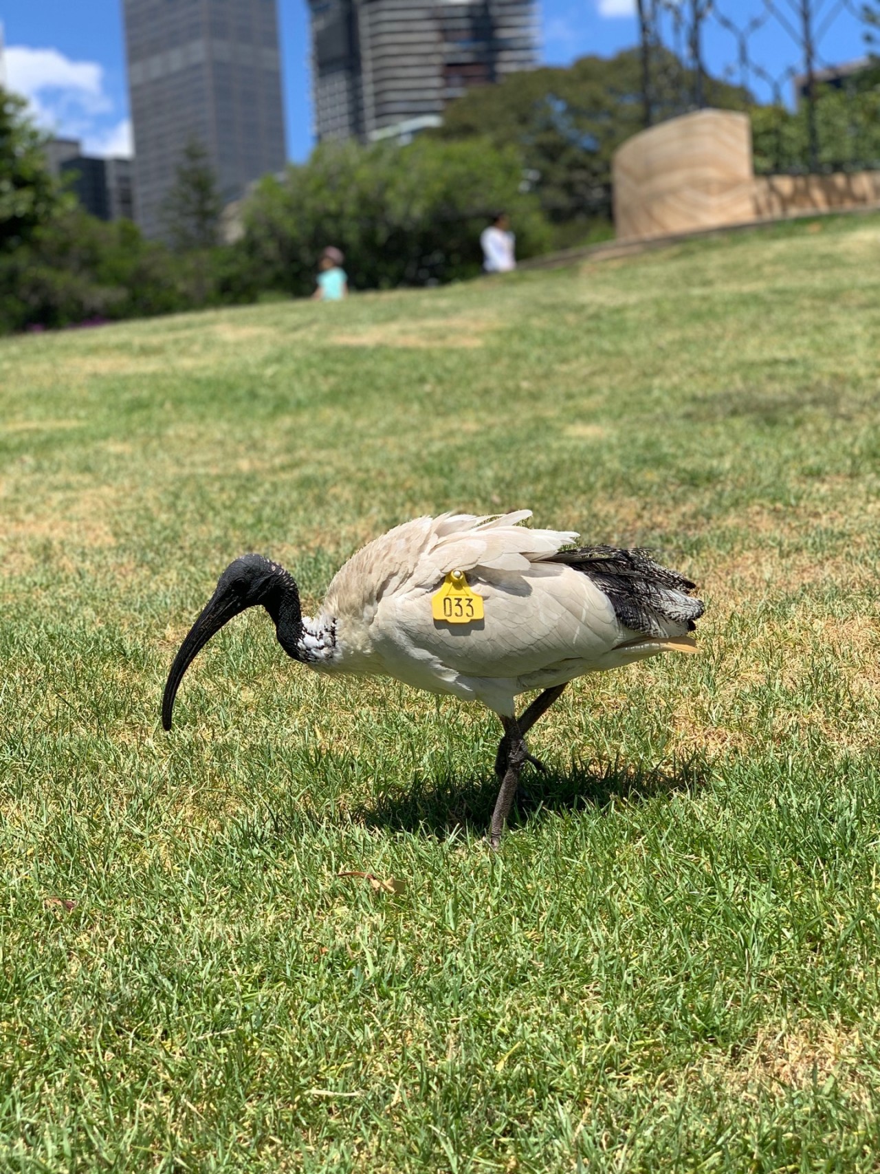 4 other ibis sitting and preening and foraging. | Big City Birds 