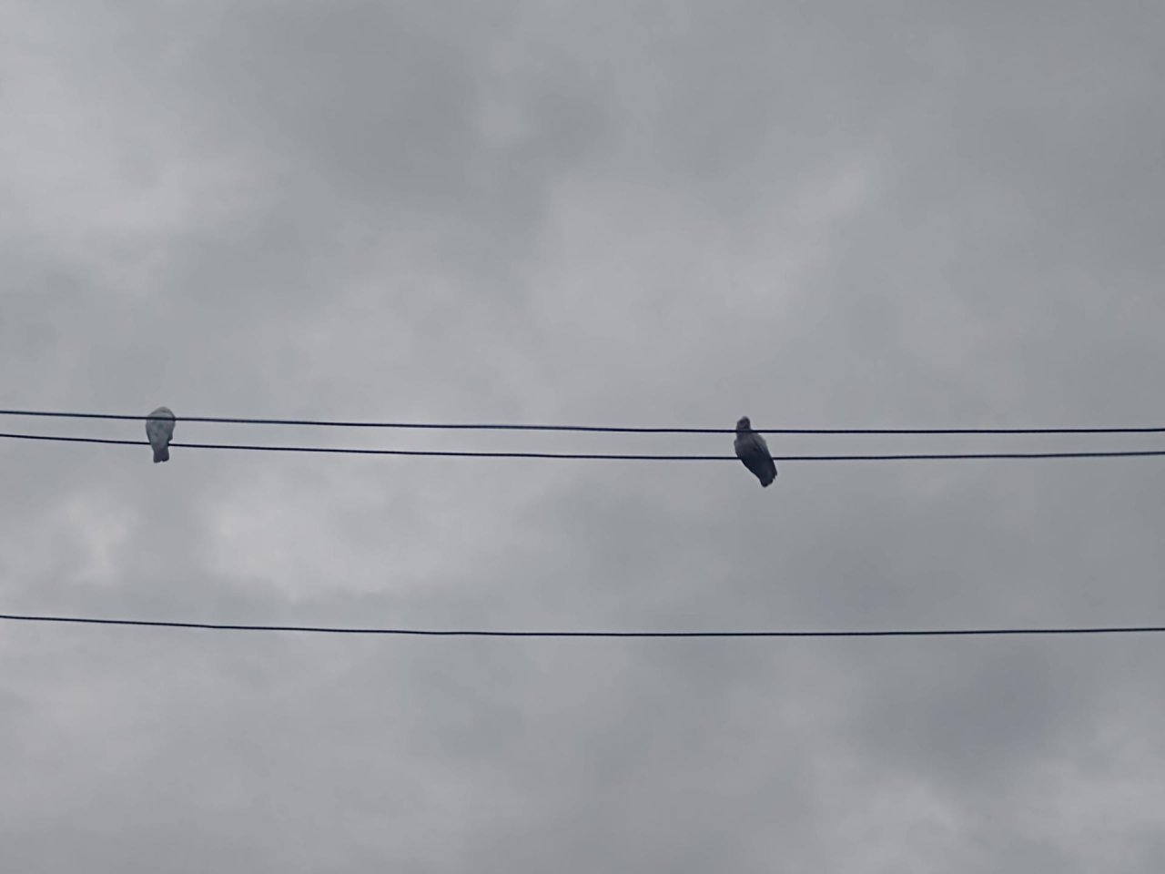 Little Corella in Big City Birds App spotted by Anna on 02.02.2021