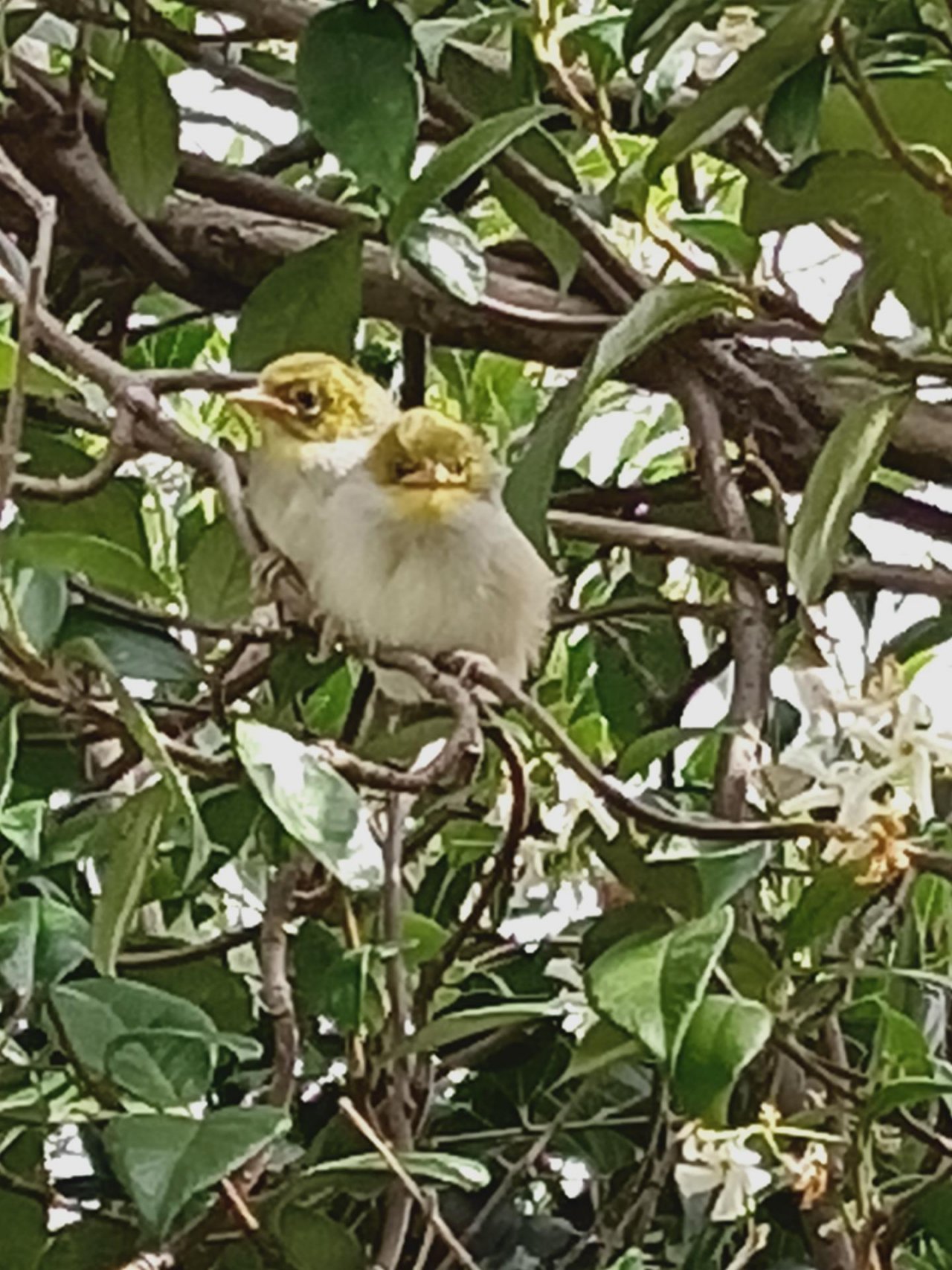 Nest in Big City Birds App spotted by Lindsay Homeschool on 12.12.2020