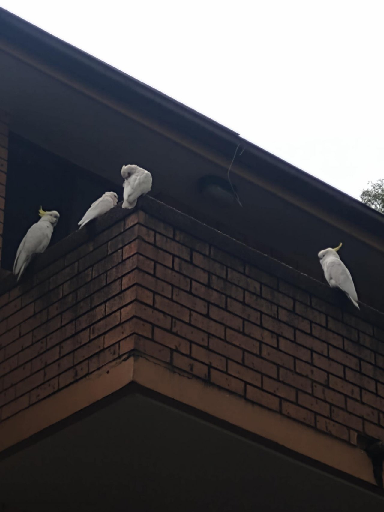 Sulphur-crested Cockatoo in Big City Birds App spotted by Anna on 24.02.2021