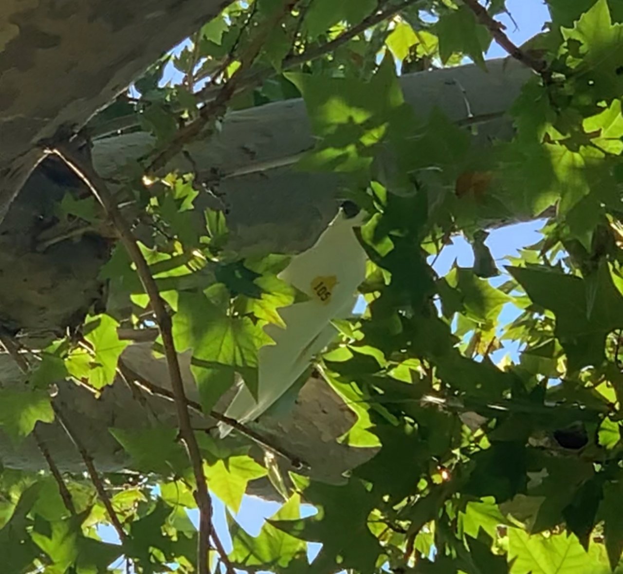 Sulphur-crested Cockatoo in Big City Birds App spotted by John Martin on 22.01.2021