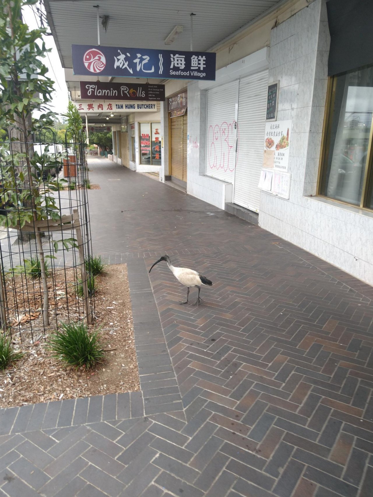 White Ibis in Big City Birds App spotted by Anna on 22.02.2021