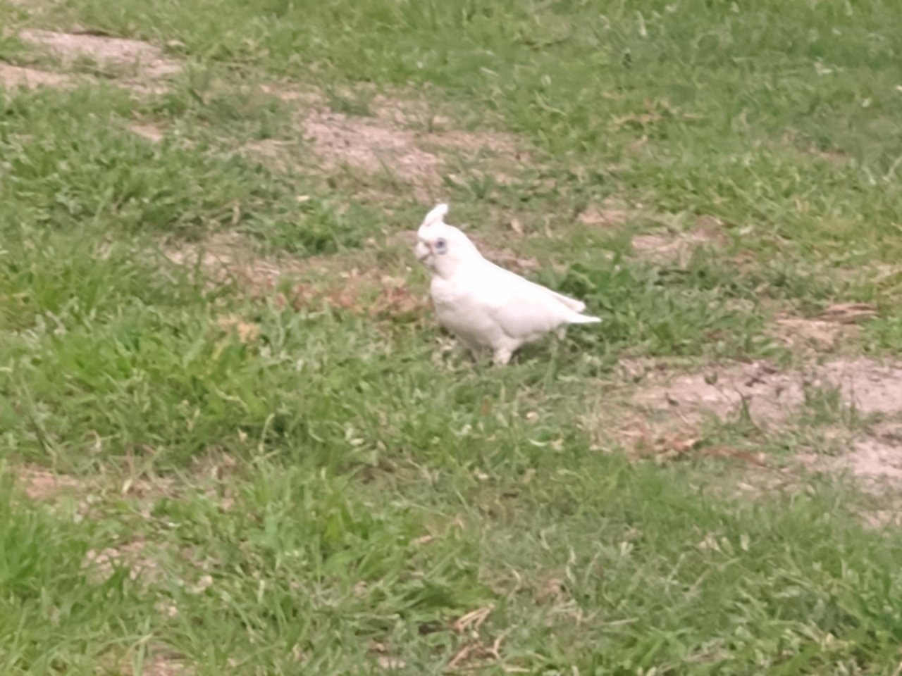 Little Corella in Big City Birds App spotted by Anna on 23.02.2021