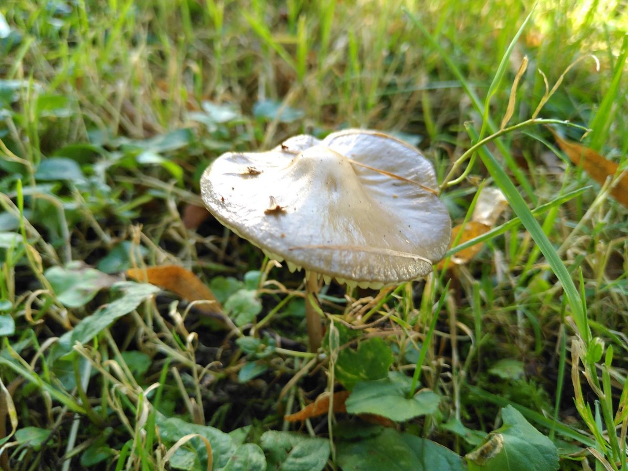 Fungi in NatureSpots App spotted by TheOSWR on 20.08.2020