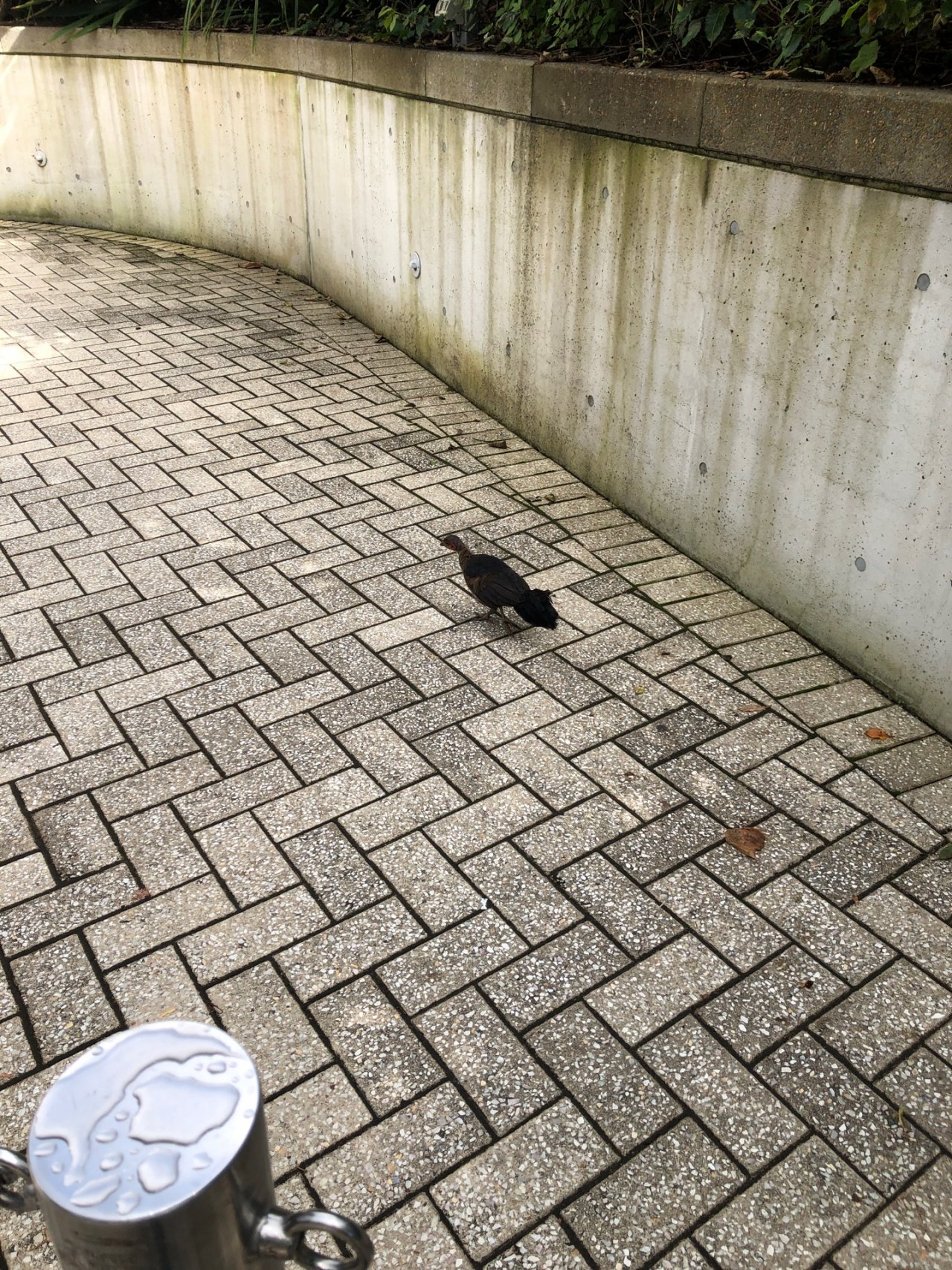 Brush-turkey in Big City Birds App spotted by Cait on 10.02.2021