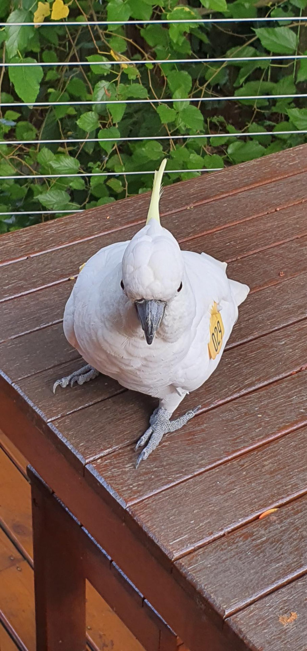 Sulphur-crested Cockatoo in Big City Birds App spotted by Fullersrd on 14.02.2021