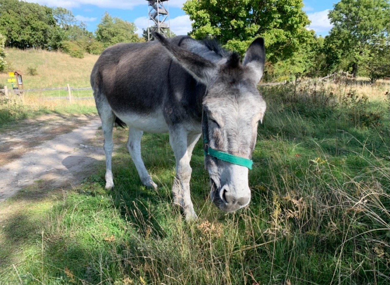 Eine andere Tierart in Naturkalender App spotted by Franz on 29.09.2019