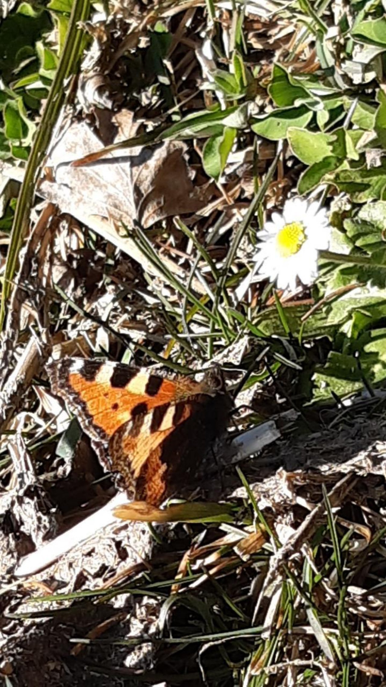 Kleiner Fuchs (Falter) in Naturkalender App spotted by Steinbock on 21.02.2021