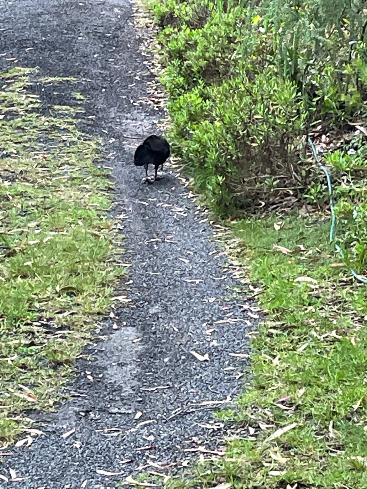 Brush-turkey in Big City Birds App spotted by John Newton on 31.12.2020