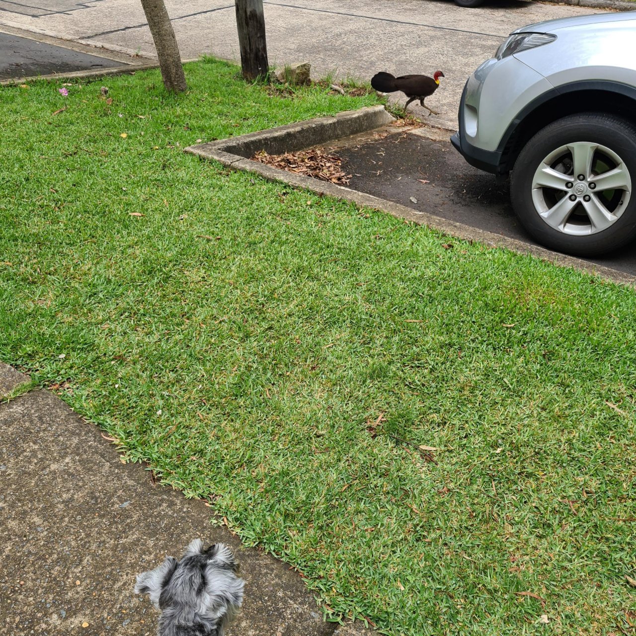 Brush-turkey in Big City Birds App spotted by Jane Hall on 26.12.2020