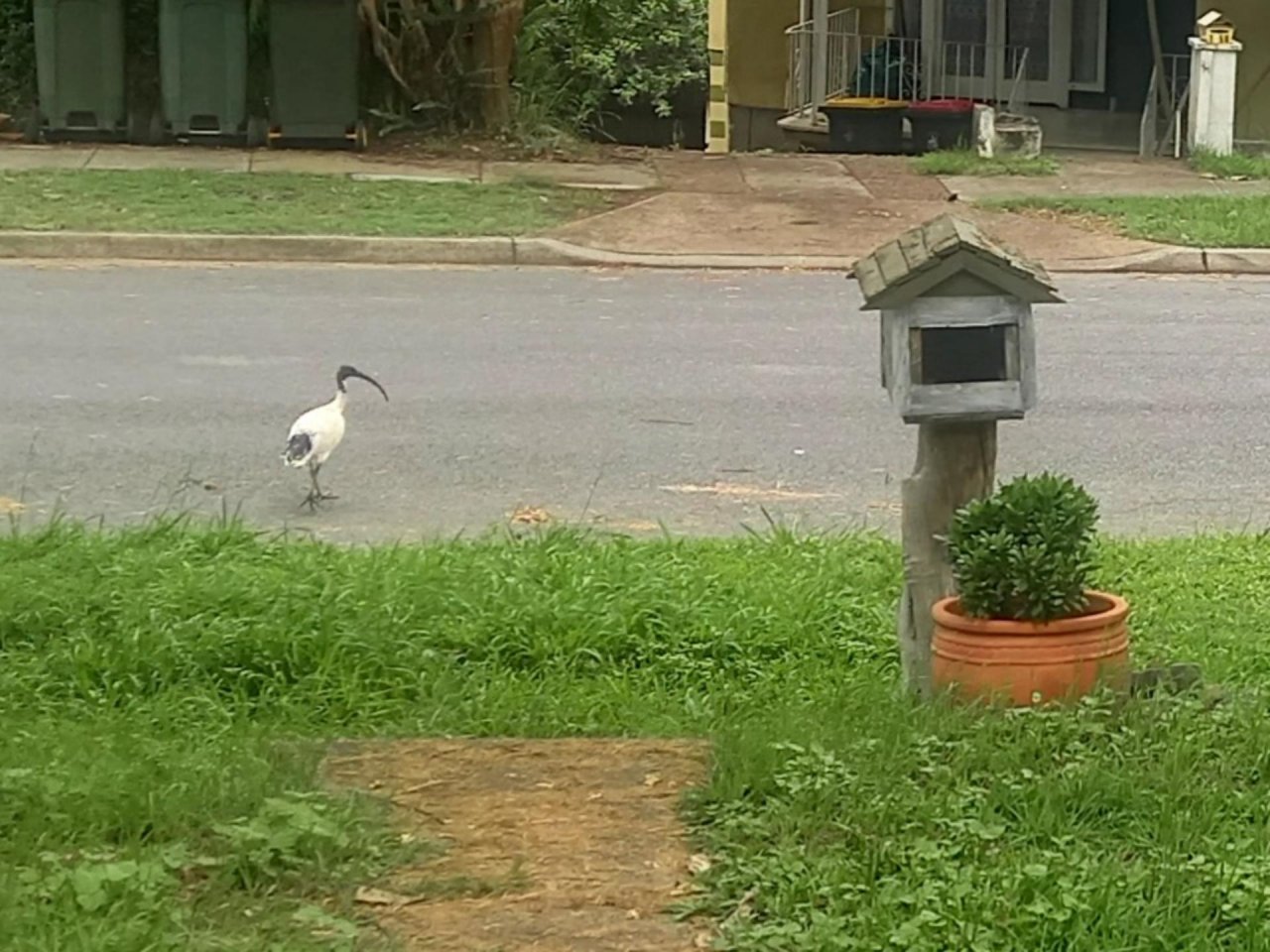 White Ibis in Big City Birds App spotted by Frances Thompson on 22.12.2020