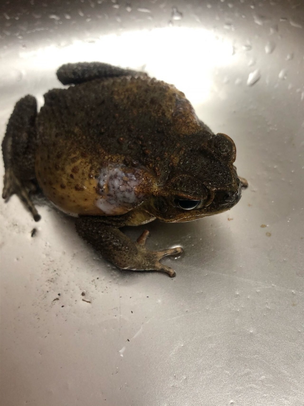 Toad busting in Cane Toad Challenge App spotted by Peter Alexander on 26.12.2020