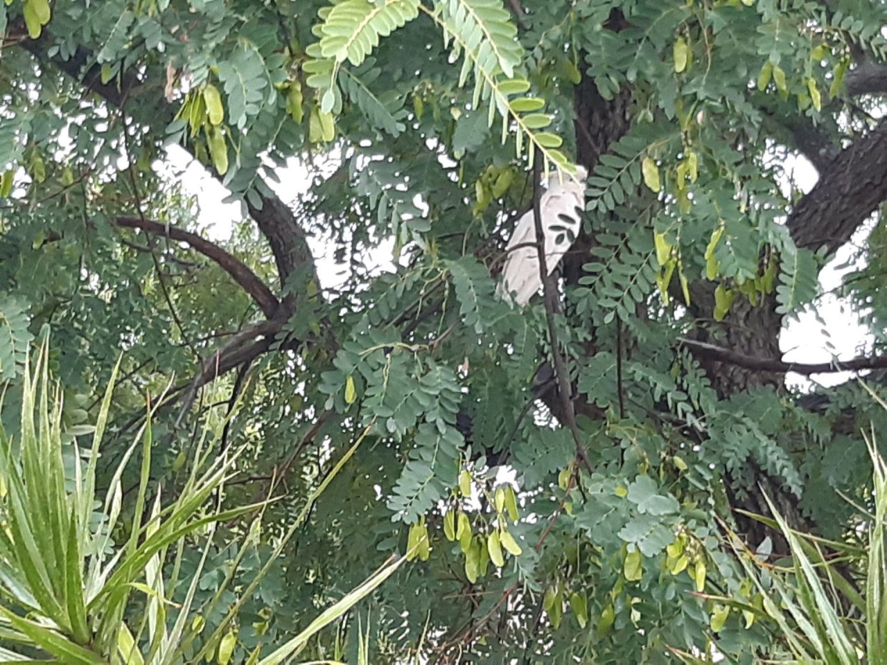 Sulphur-crested Cockatoo in Big City Birds App spotted by Feather on 15.12.2020