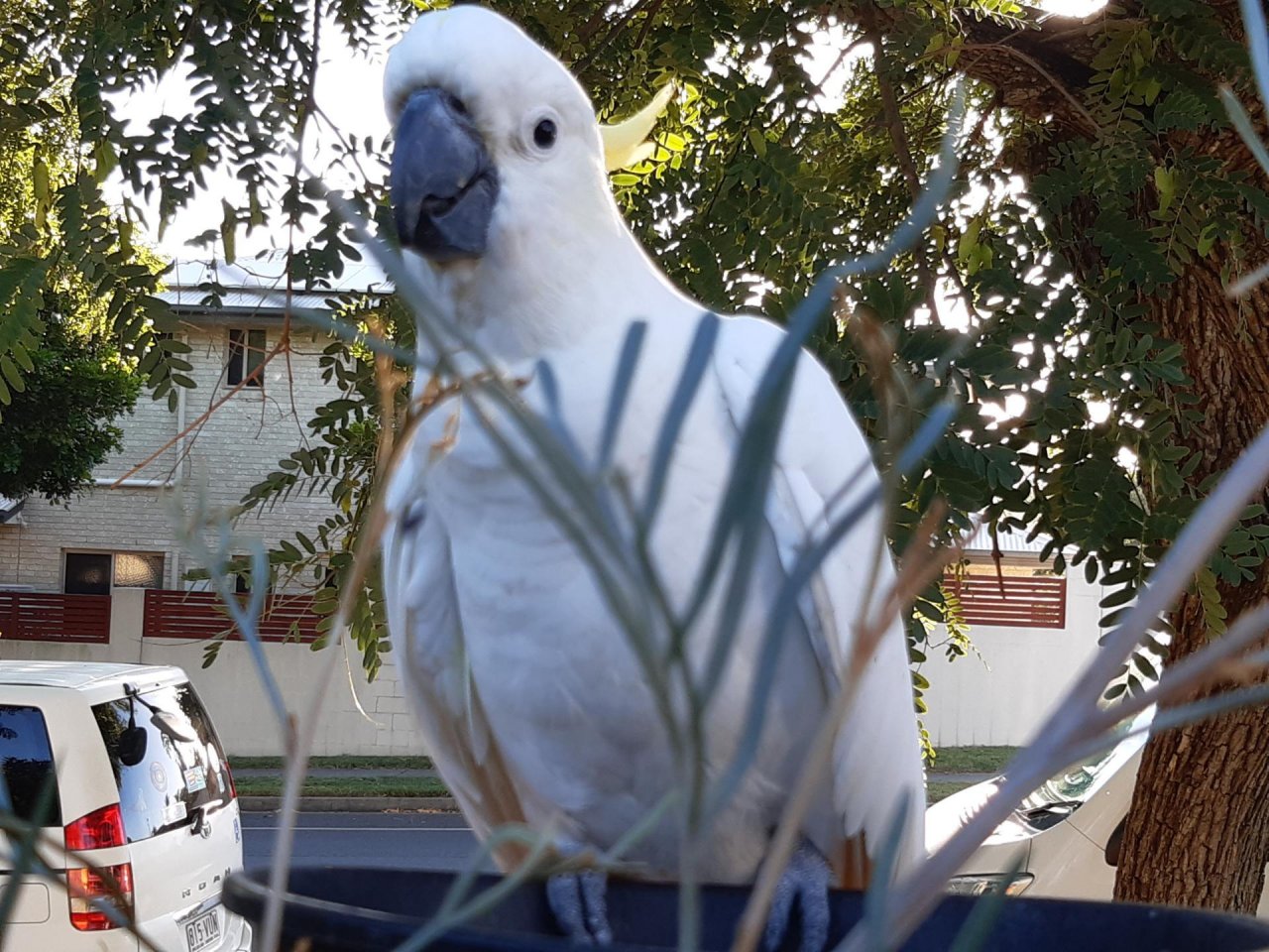 Sulphur-crested Cockatoo in Big City Birds App spotted by Feather on 15.01.2021