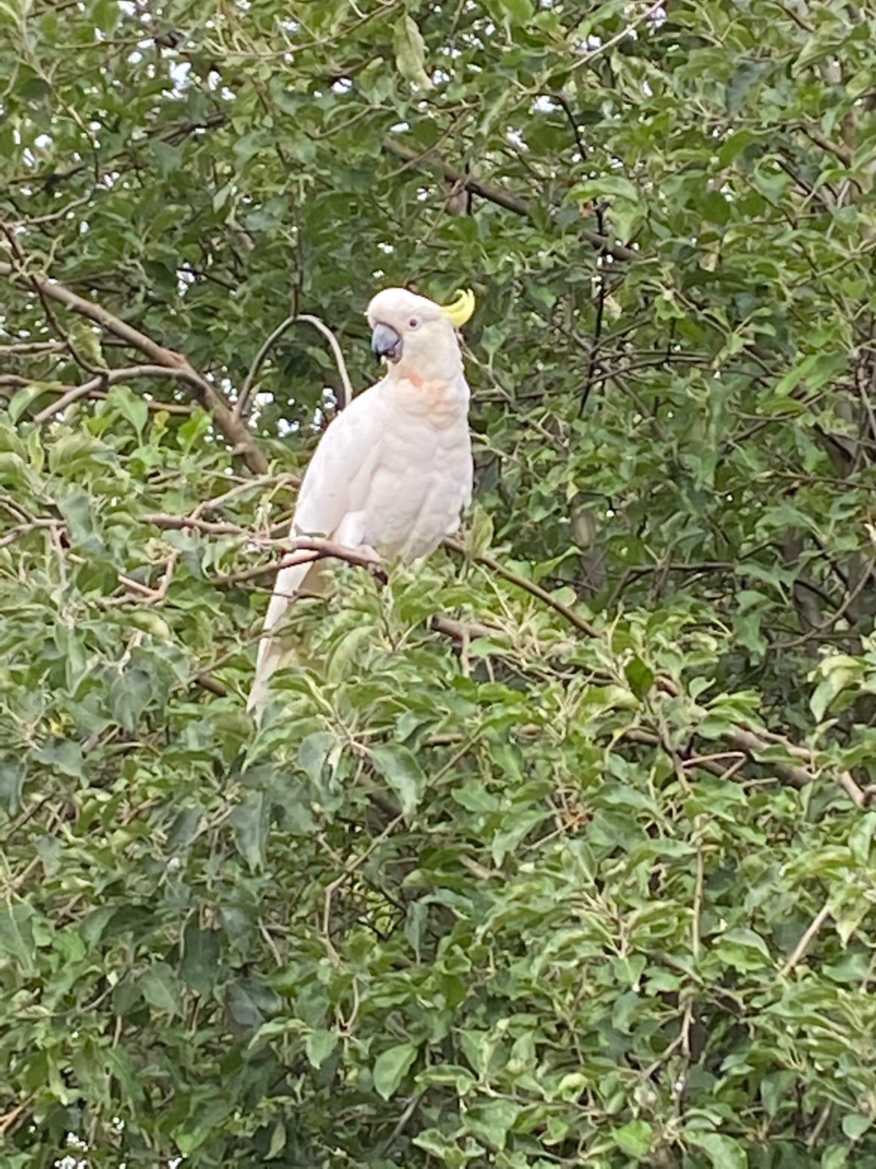 Sulphur-crested Cockatoo in Big City Birds App spotted by Karyn Bilney on 29.12.2020